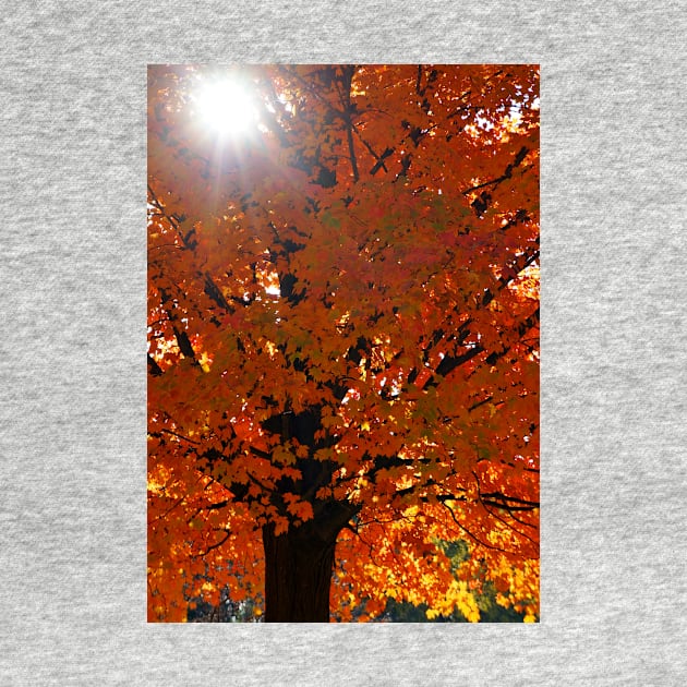 Vertical Autumn Orange Maple Tree by 1Redbublppasswo